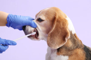 Кинолог дал советы, как приучить собаку к чистке зубов