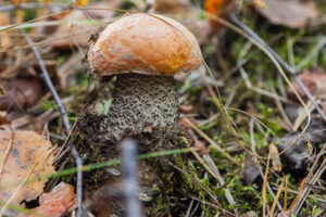 Названа скрытая опасность съедобных грибов