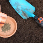 Что сажать в саду сейчас? Подзимний посев и секреты урожая следующего года