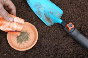 Что сажать в саду сейчас? Подзимний посев и секреты урожая следующего года