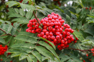 Диетолог призвал есть рябину с осторожностью