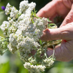 Этот неприхотливый многолетник — настоящая панацея при болезнях ЖКТ!