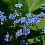 Этот неприхотливый многолетник расцветит сад россыпью голубых звездочек!