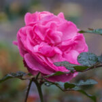 Как укрыть розы на зиму в Подмосковье: лучшие материалы и сроки 2025 года