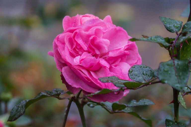 Как укрыть розы на зиму в Подмосковье: лучшие материалы и сроки 2025 года