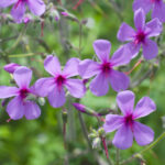 Многолетник, который не боится ни жары, ни холода — цветет как сумасшедший!