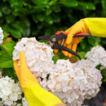 Не обрезали? Узнайте, как спасти свой сад без лишних хлопот и потерь