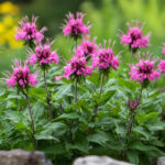 Неприхотливая красавица: этот многолетник полезен для здоровья и экосистемы