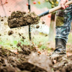 Осенние хитрости для сада: как улучшить почву без химии — простые советы