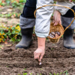 Озимые культуры в ноябре: секреты успешной посадки по регионам