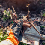 Посадка пионов под снег: советы от садовода, чей цветник — всем на зависть