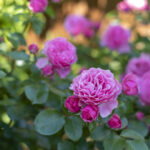 Розы усыпаны цветами? Легко! Летний уход для рекордного цветения