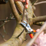 Садовые работы в ноябре: готовим участок к зиме правильно и просто