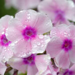 Салют в саду: этот цветок пышно цветет с июня до зимы