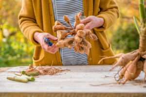 Секреты садоводов: как правильно хранить клубни и луковицы зимой