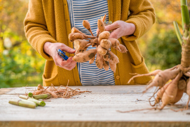Секреты садоводов: как правильно хранить клубни и луковицы зимой