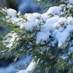 Спасаем хвойные от снега и солнца: простые способы защиты пошагово