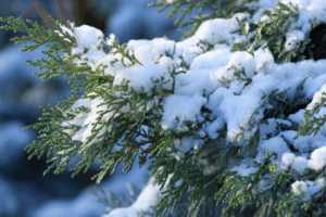 Спасаем хвойные от снега и солнца: простые способы защиты пошагово