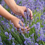 Средиземноморское благоухание у вас дома: этот многолетник покоряет сердца