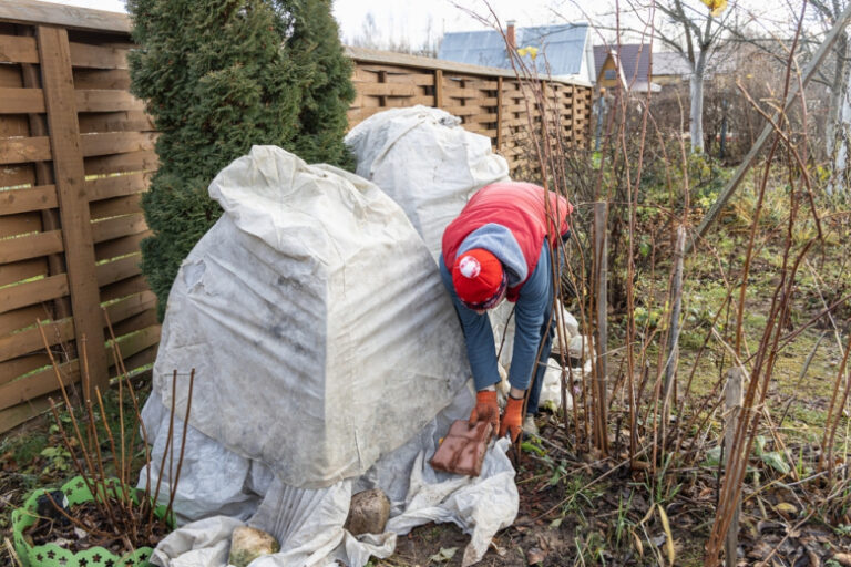 Укрытие растений: топ-советы для Подмосковья, Ленобласти и Урала