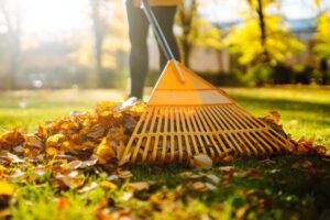 Вторая жизнь осенней листвы: 5 проверенных способов для вашего сада