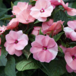 Забудьте о петуниях! Посадите эти многолетники: цветут годами без ухода