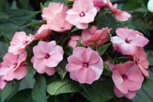 Забудьте о петуниях! Посадите эти многолетники: цветут годами без ухода