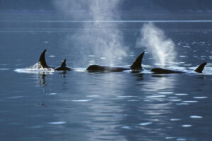 Киты-убийцы атаковали яхту посреди ночи