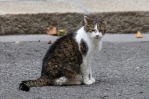 Один из главных символов Британии оказался не рад Зеленскому