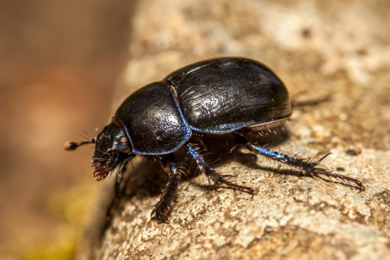 НАТО начало использовать насекомых-киборгов для разведки