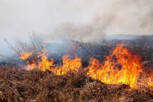 Необитаемый остров сгорел в Финляндии