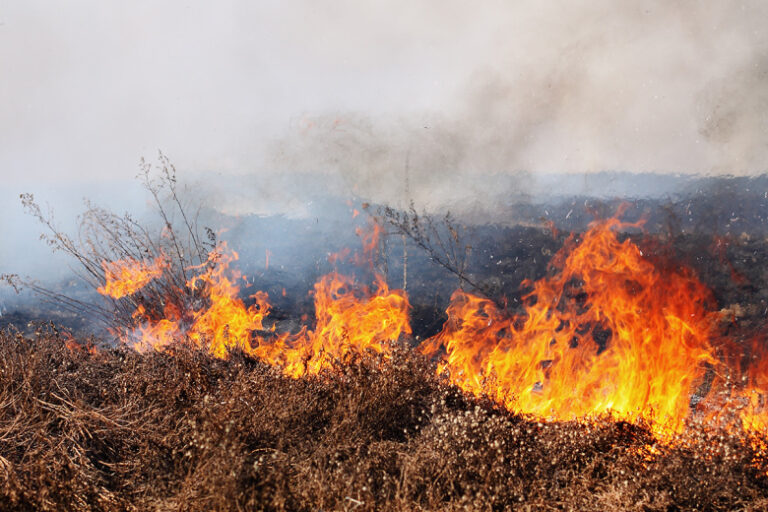 Необитаемый остров сгорел в Финляндии