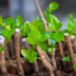 В Британии собрали 540 литров мочи с фестиваля ради необычного проекта