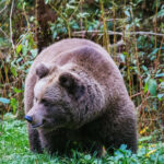 Медведь подкрался со спины к зазевавшемуся туристу в Румынии
