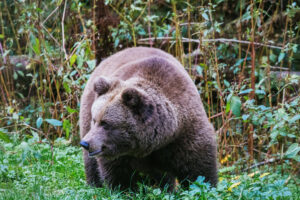 Медведь подкрался со спины к зазевавшемуся туристу в Румынии