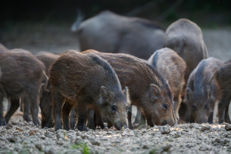 Дикое стадо застряло на российской границе из‑за запретов соседней страны