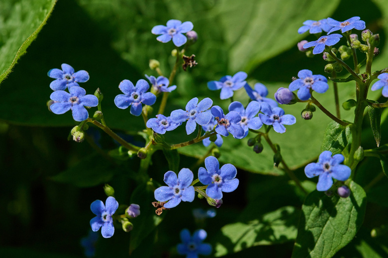 Бруннера — неприхотливый многолетник для дачи