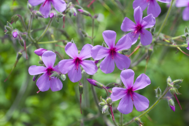 Посадил и забыл! Многолетник, который цветет с весны до осени