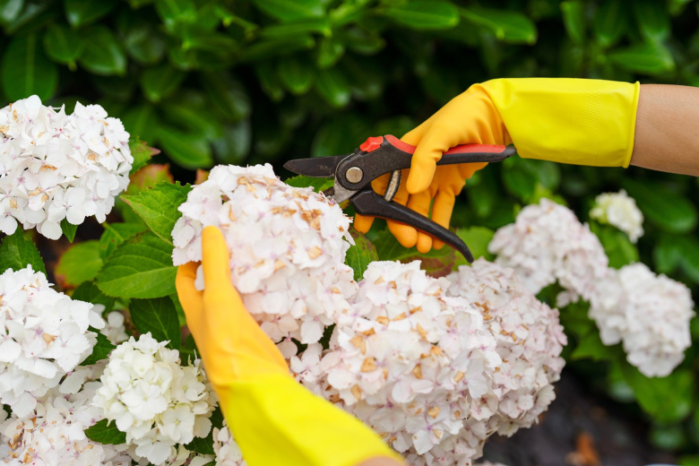 Не обрезали? Узнайте, как спасти свой сад без лишних хлопот и потерь