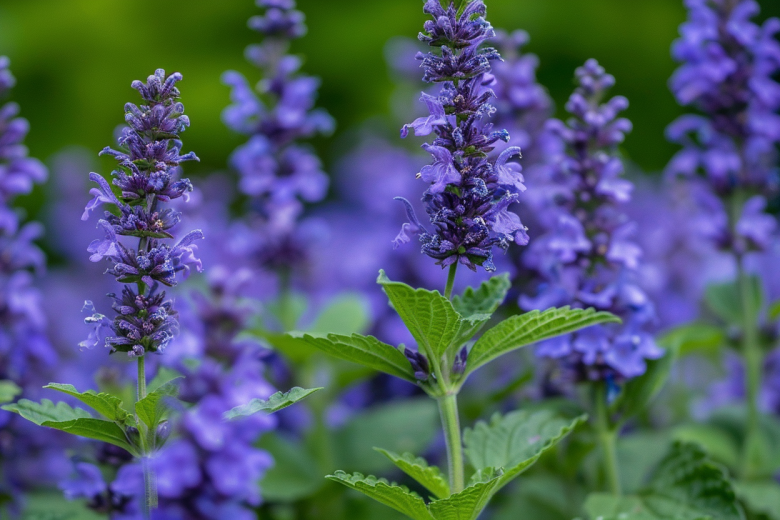 Котовник — неприхотливый многолетник для вашей дачи