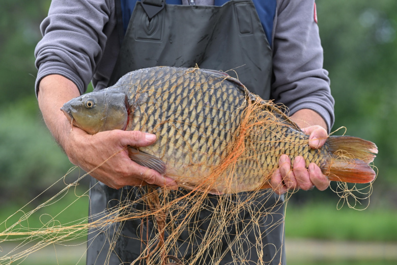 Технология вяления и копчения осеннего улова